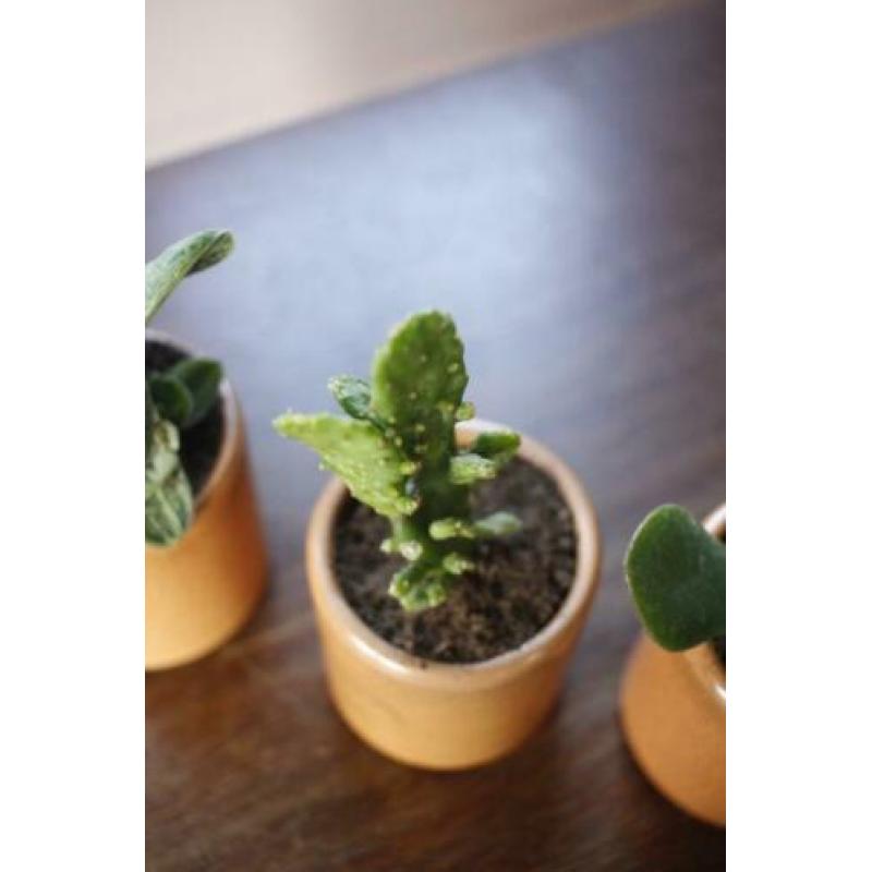 Setje vintage potjes met cactus en vetplant, retro