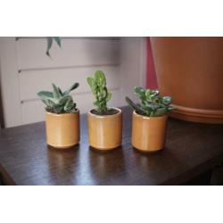 Setje vintage potjes met cactus en vetplant, retro