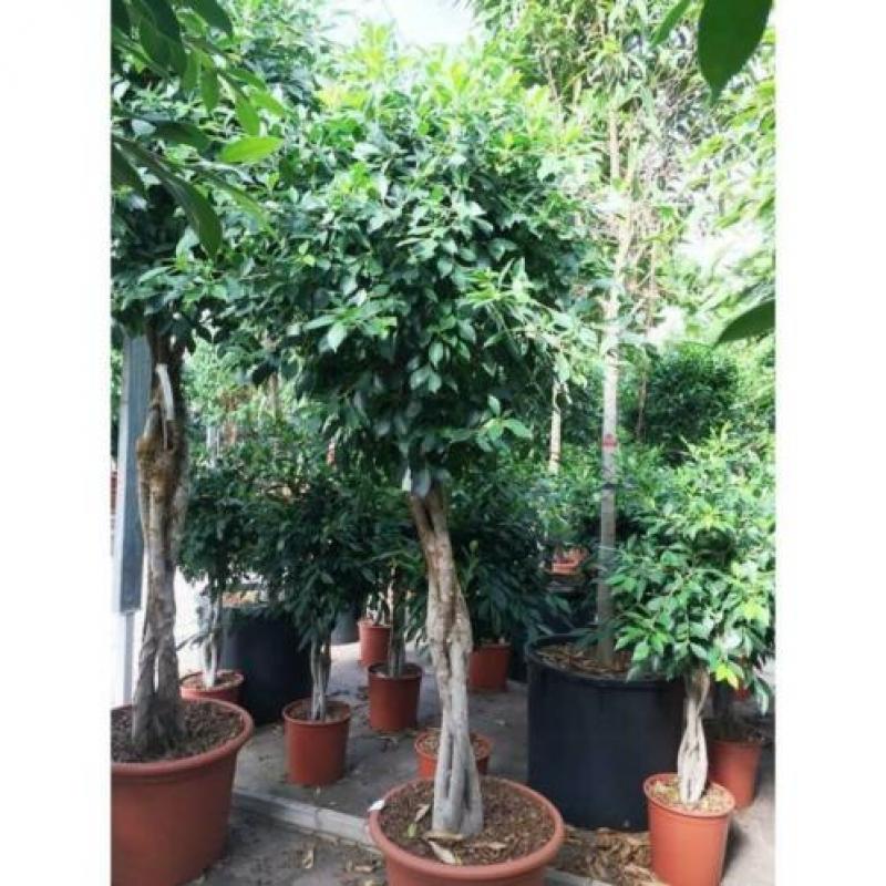 Ficus 'nitida' 290-300cm art46721
