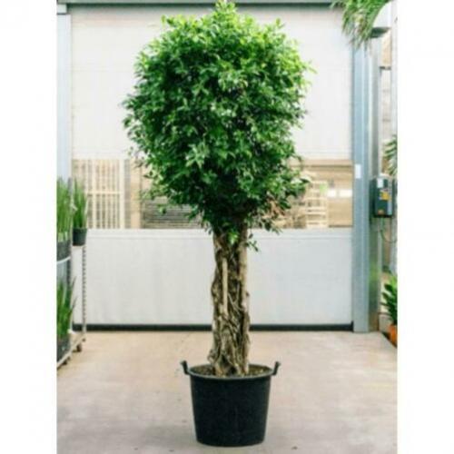 Ficus 'nitida' 290-300cm art46721