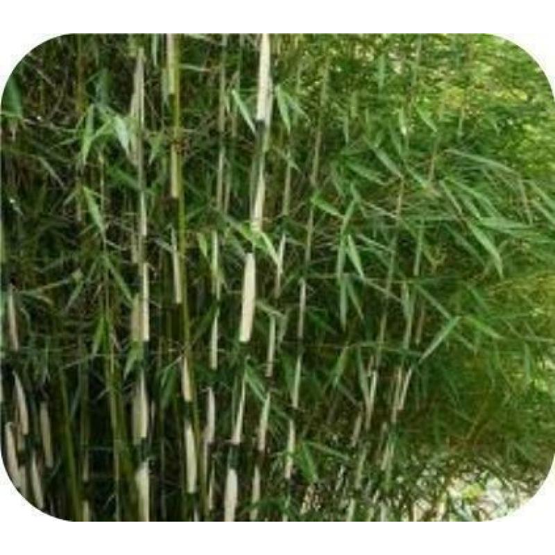 Bamboe Fargesia rufa 10,- pst., woekert niet