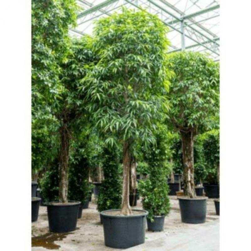 Ficus Maclellandii 'alii' - Jungle Boom 565-575cm art50775