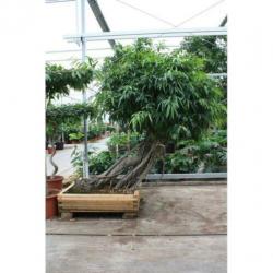 Ficus Maclellandii 'alii' - Jungle Boom 565-575cm art50775