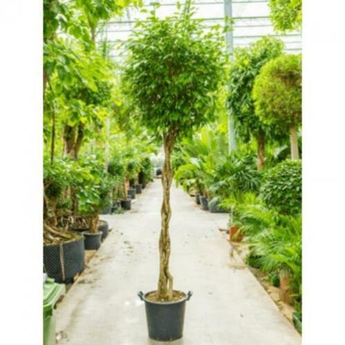 Ficus Benjamina 'columnar' - Treurvijg - Waringin 290-300cm