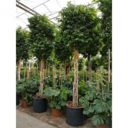 Ficus Benjamina 'columnar' - Treurvijg - Waringin 290-300cm