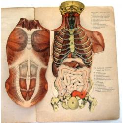 De Mensch 1892 Ebenhoech Beweegbare platen anatomie