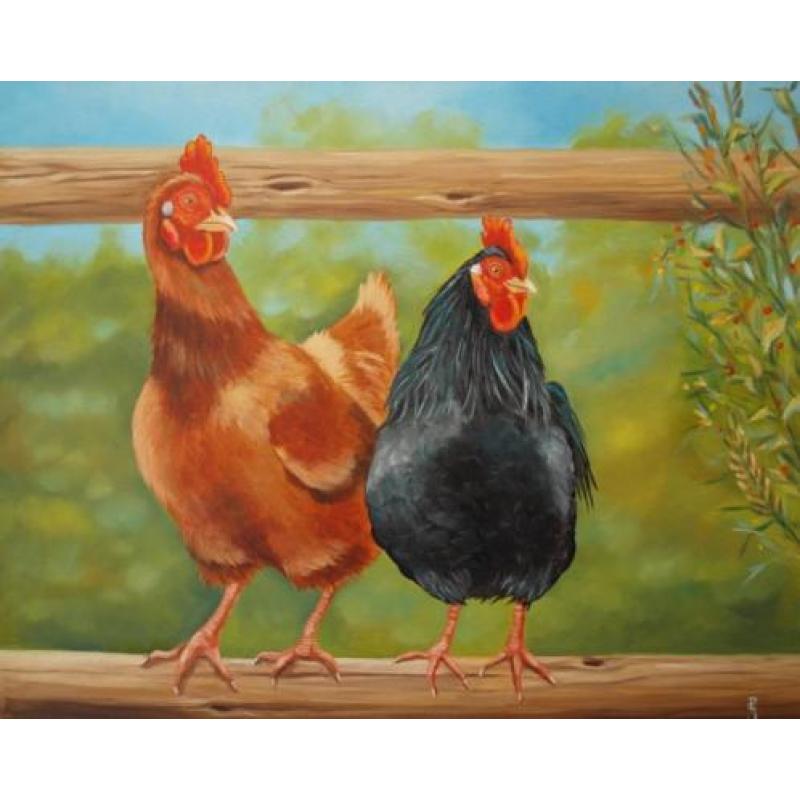 Schilderij kippen op hek - olieverf - kippenschilderij kip