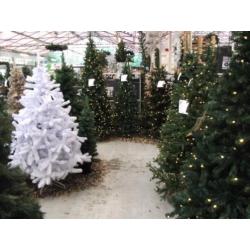 Led Kerstboom 215 cm / Groen (showmodel) PE-PVC 251